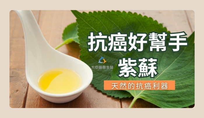 天然的抗癌利器－紫蘇